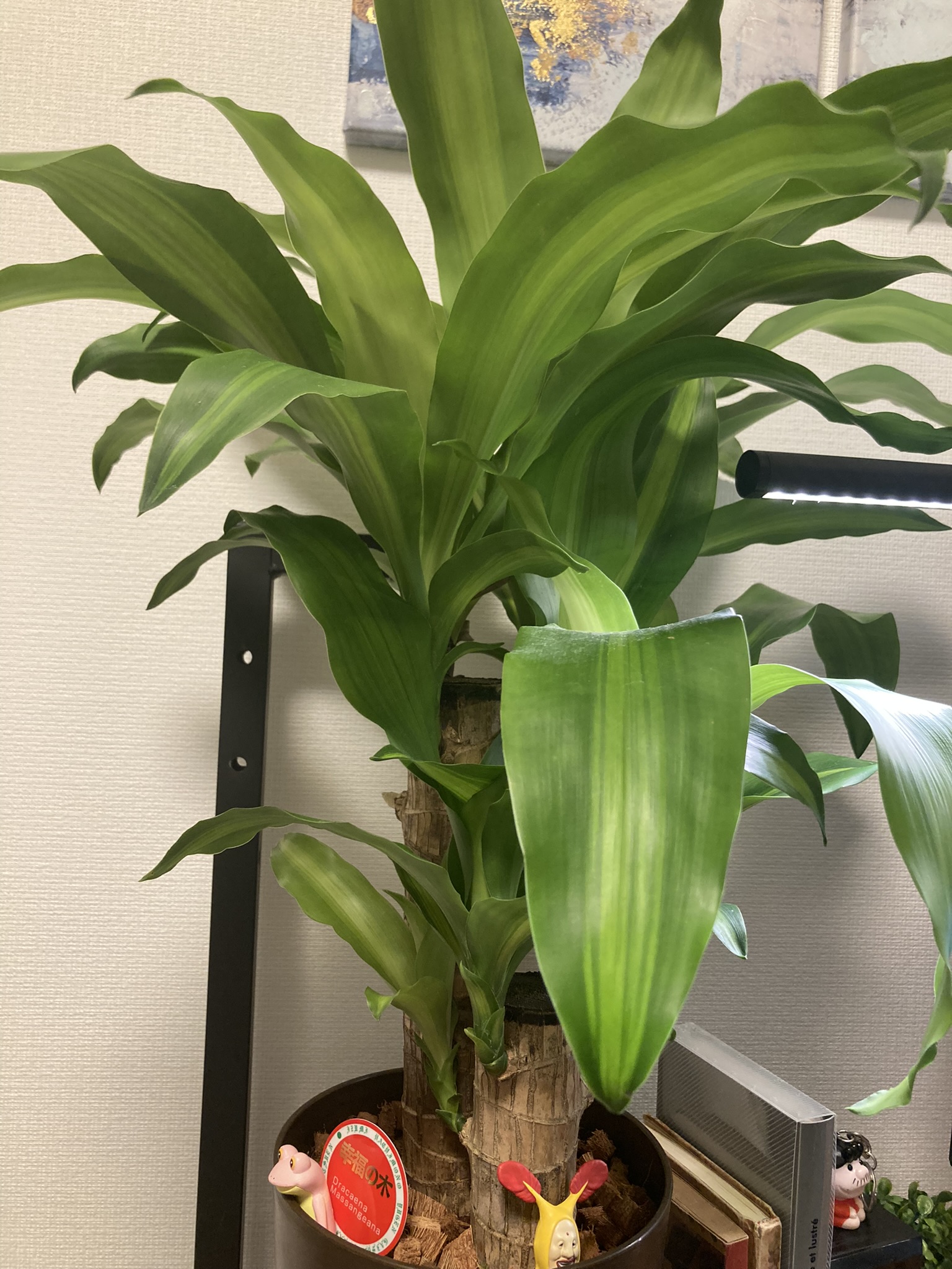 我が家の植物